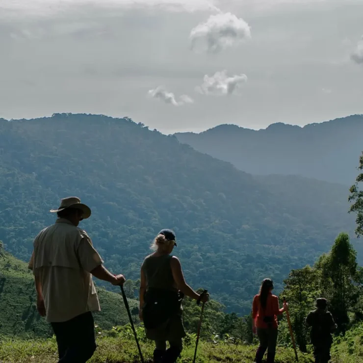 How Difficult is Gorilla Trekking? (A Life-Changing 2026 Guide)