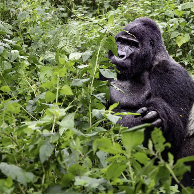 Standard Gorilla Trek vs Habituation: 5 Key Differences for Your Uganda Safari