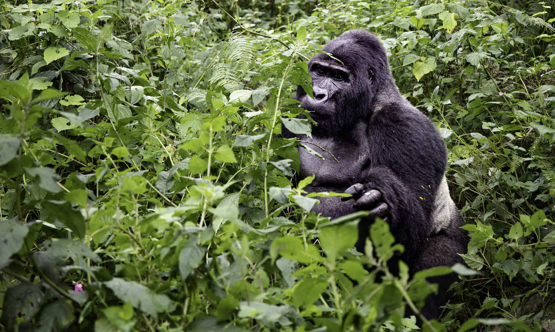Standard Gorilla Trek vs Habituation: 5 Key Differences for Your Uganda Safari