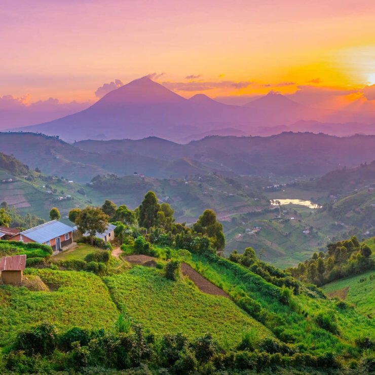 Best Time To Trek Gorillas In Bwindi
