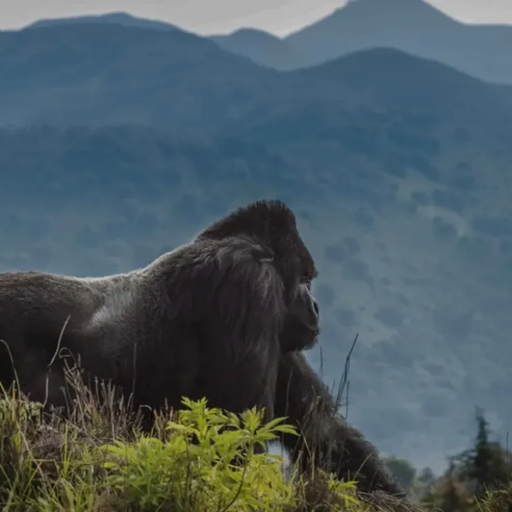 The Ultimate 3 Day Gorilla Trekking Uganda Safari: Local Secrets for a Perfect Trip