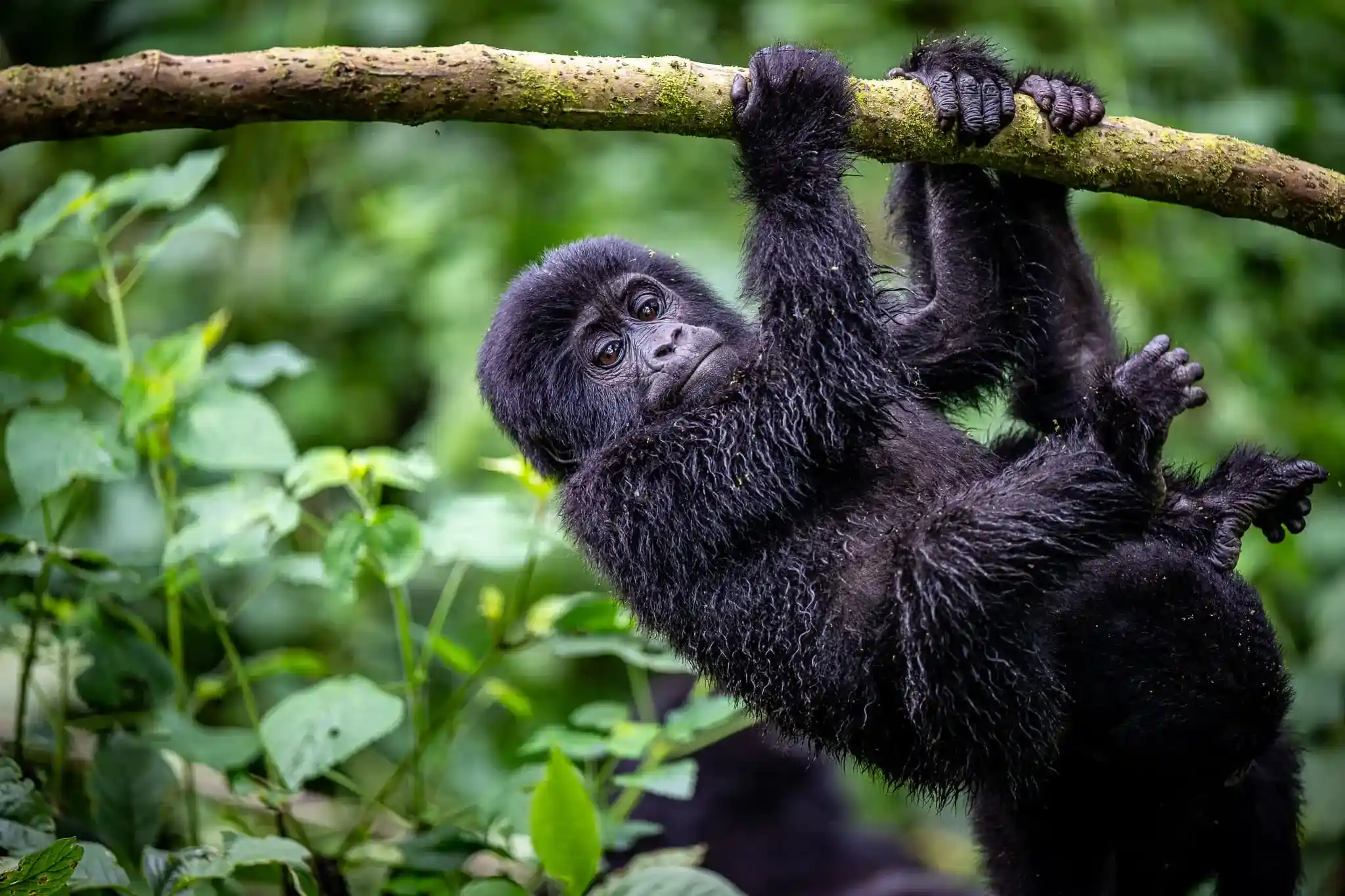 Gorilla hanging from a branch.