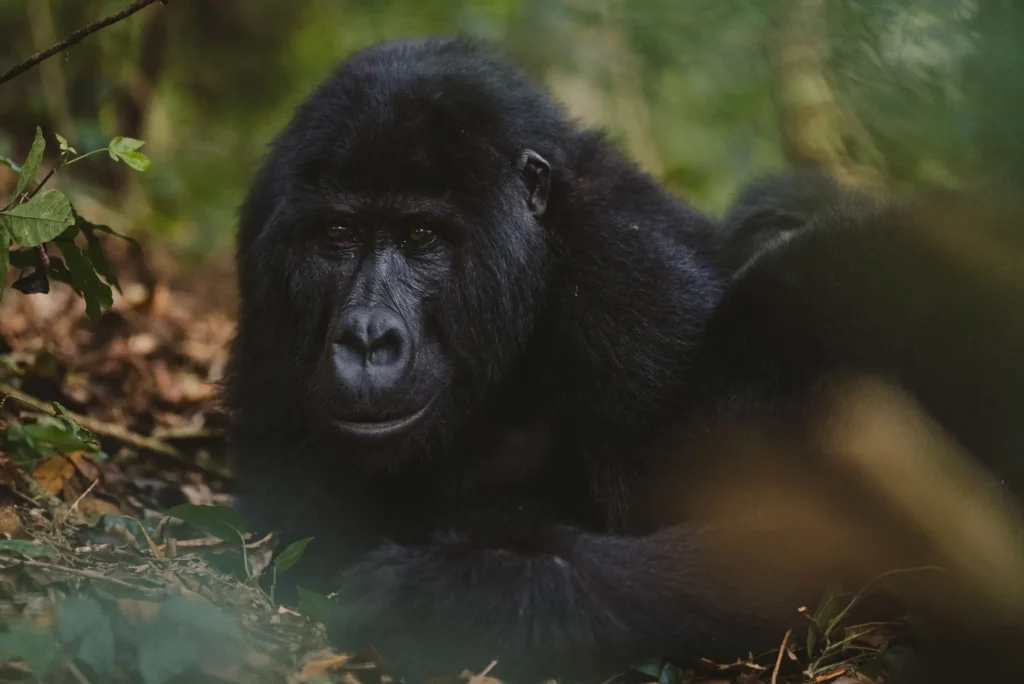 Gorilla Habituation Experience