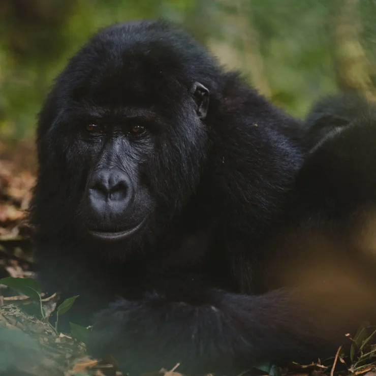 Go Gorilla Trekking In Mgahinga Gorilla Park