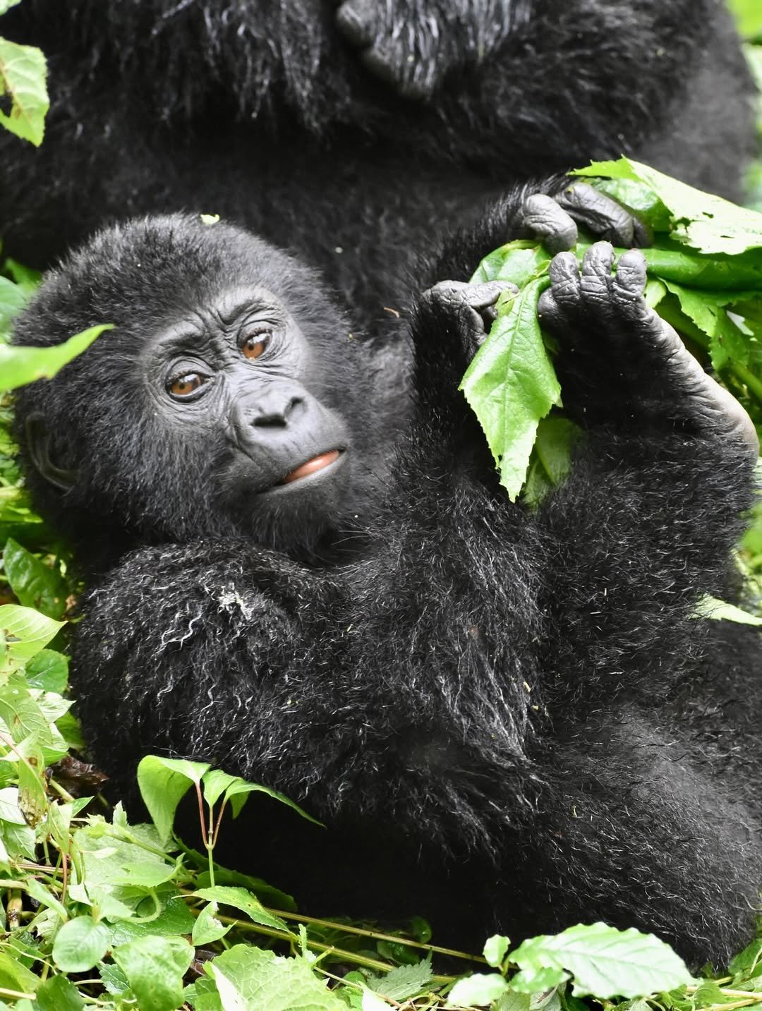 Mountain gorillas as seen by Orugano Bwindi Lodge guests while trekking in Bwindi Impenetrable National Park