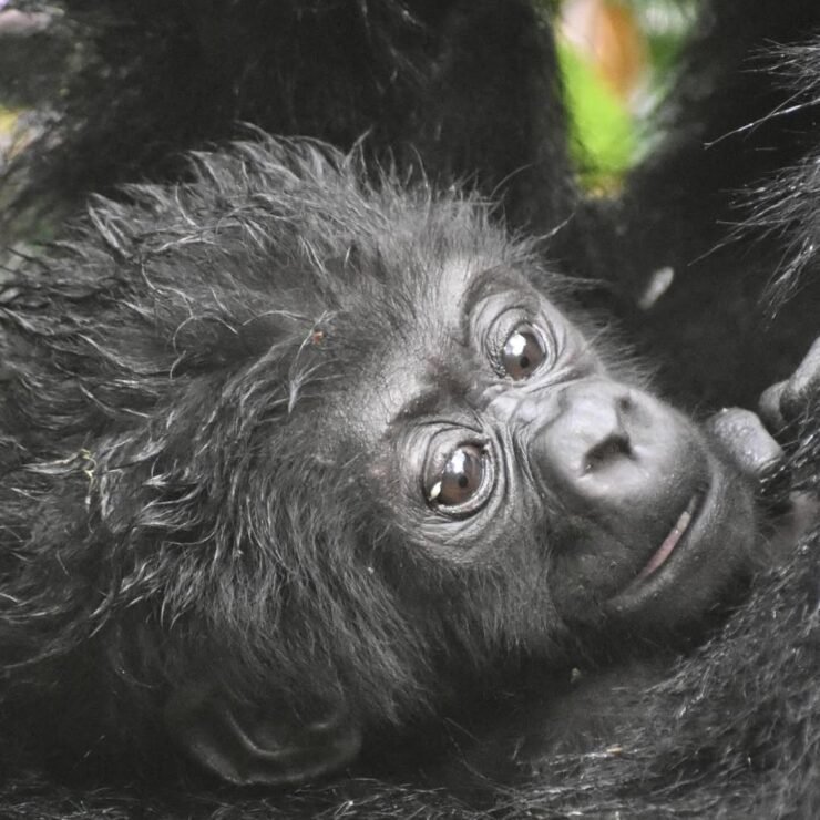 Gorilla Trekking in Both Nkuringo & Rushaga Sectors: Why Orugano Bwindi Lodge Is Your Ideal Base