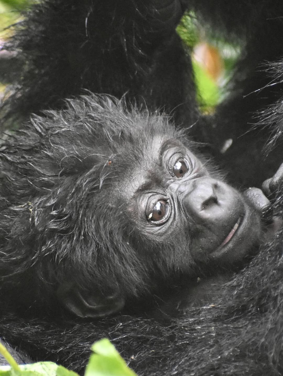 Gorilla Trekking in Both Nkuringo & Rushaga Sectors: Why Orugano Bwindi Lodge Is Your Ideal Base