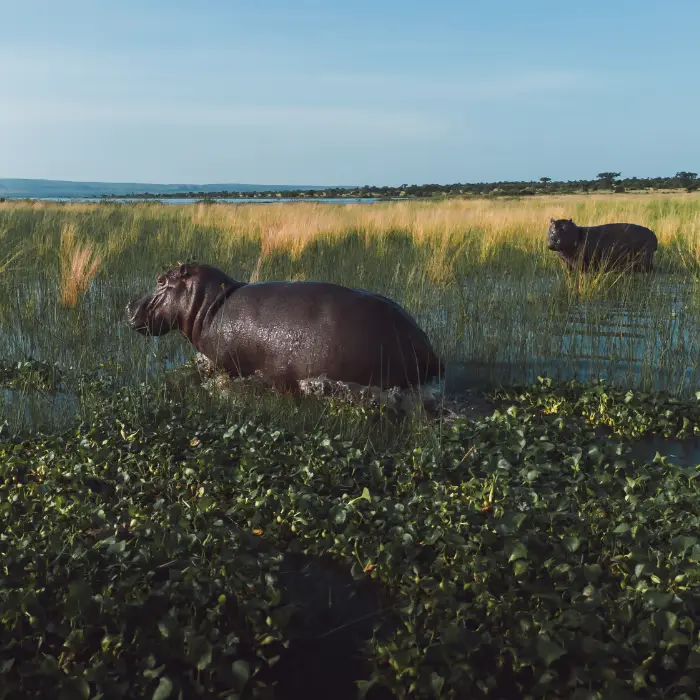 Two hippos in lush wetland of Queen Elizabeth National Park