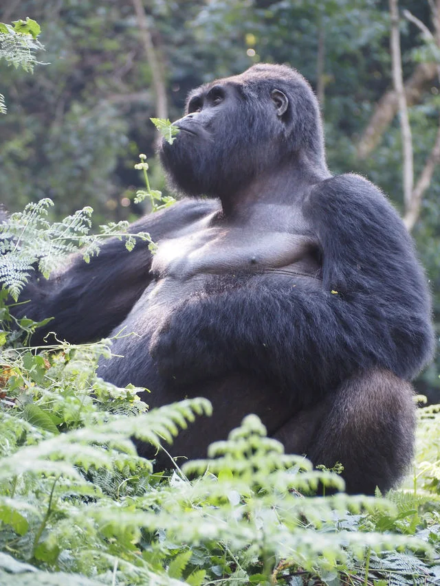 Gorilla trekking