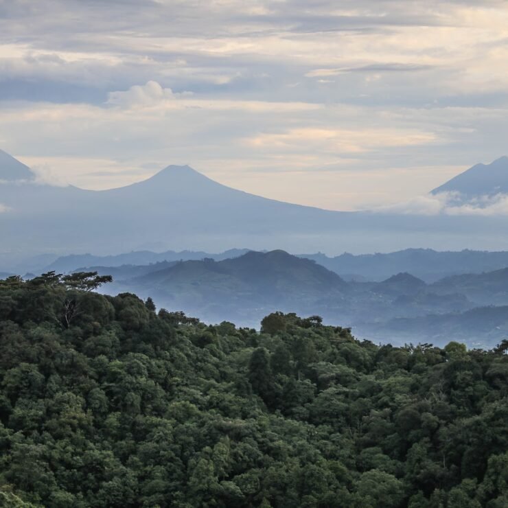 What Visit Bwindi Impenetrable National Park?