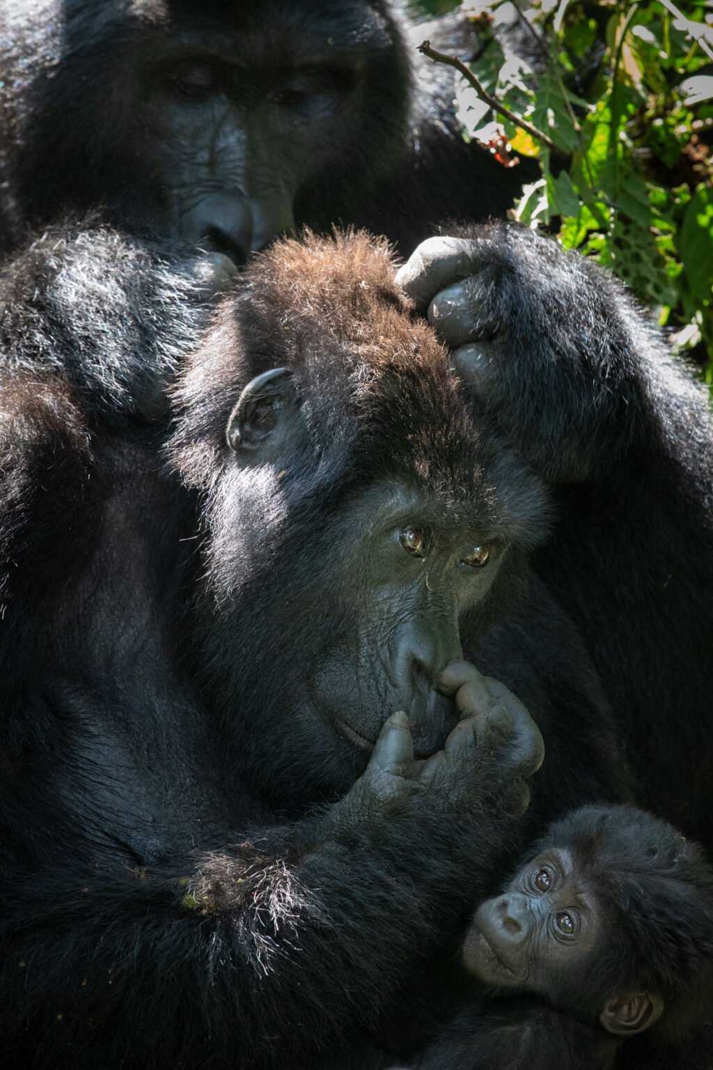 WIld Eye Primates of Uganda gallery JVZBP8I9272 1024x1536 1