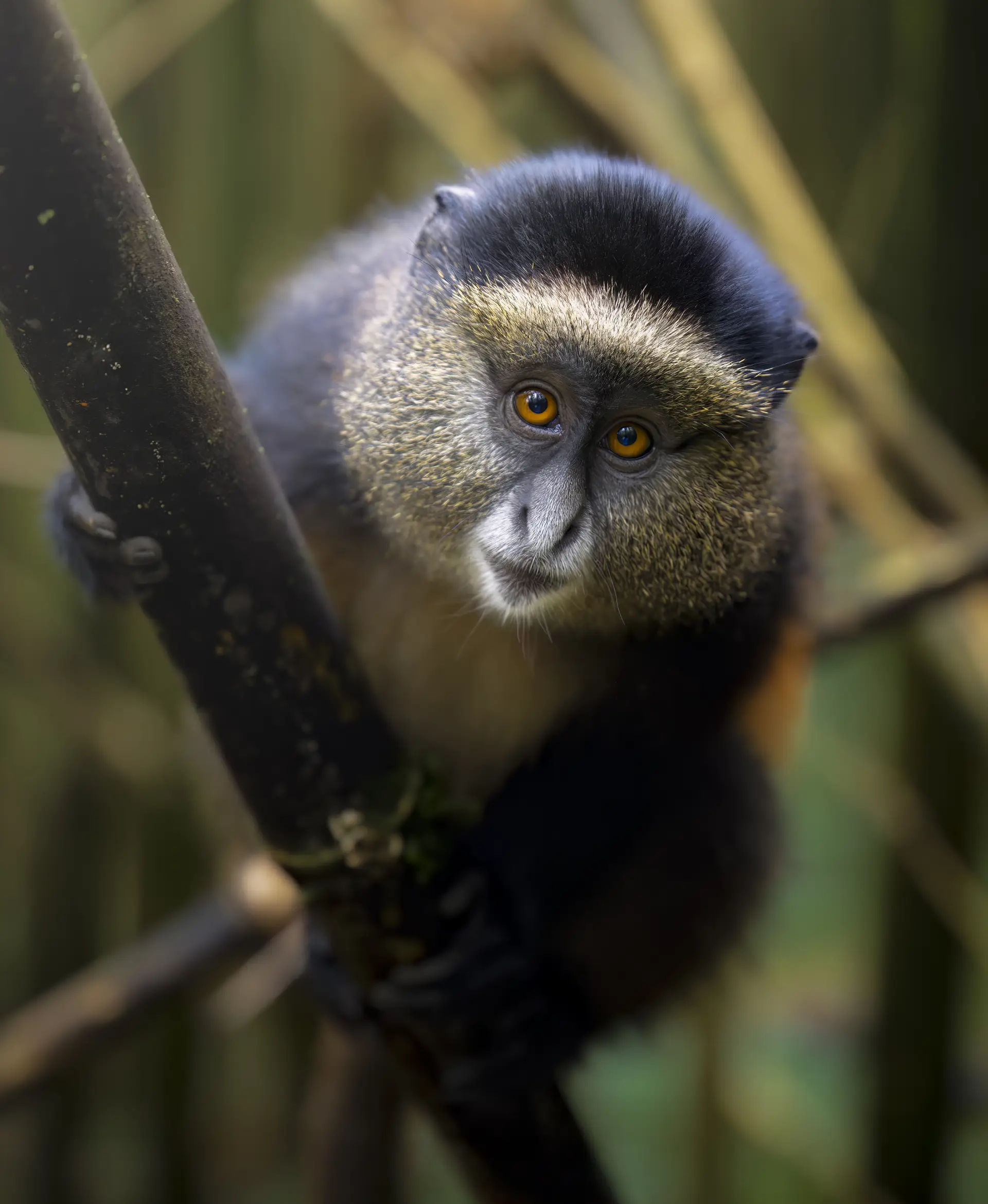 Golden monkey tracking