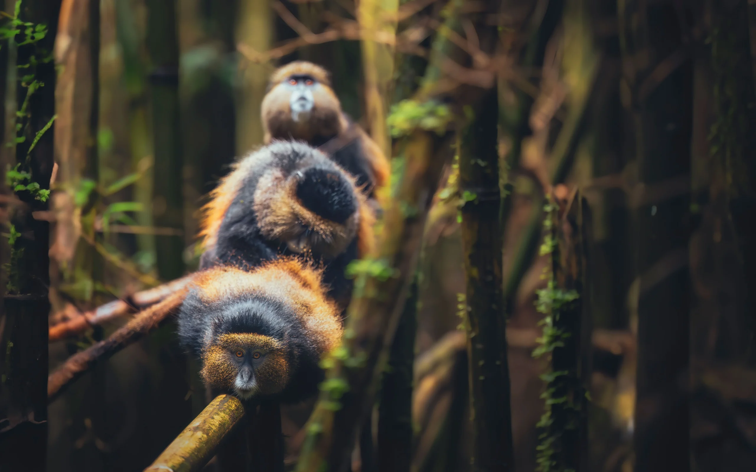 golden monkey tracking near Orugano Bwindi Lodge