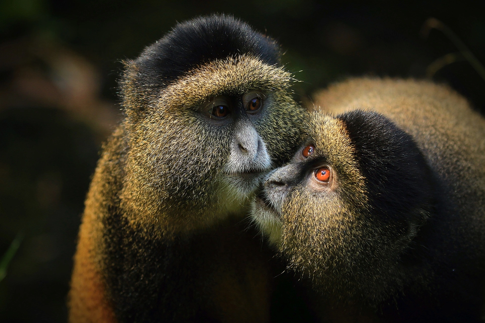 Golden Monkey Tracking