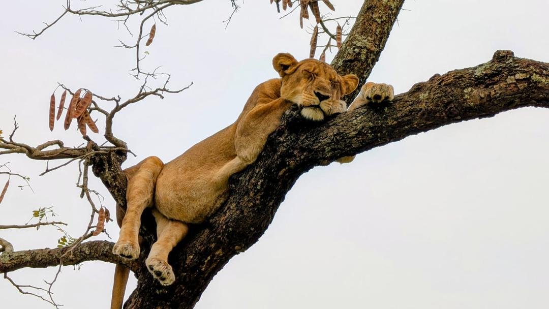 7-Day Pearls of Uganda Luxury Safari at Orugano Bwindi Lodge