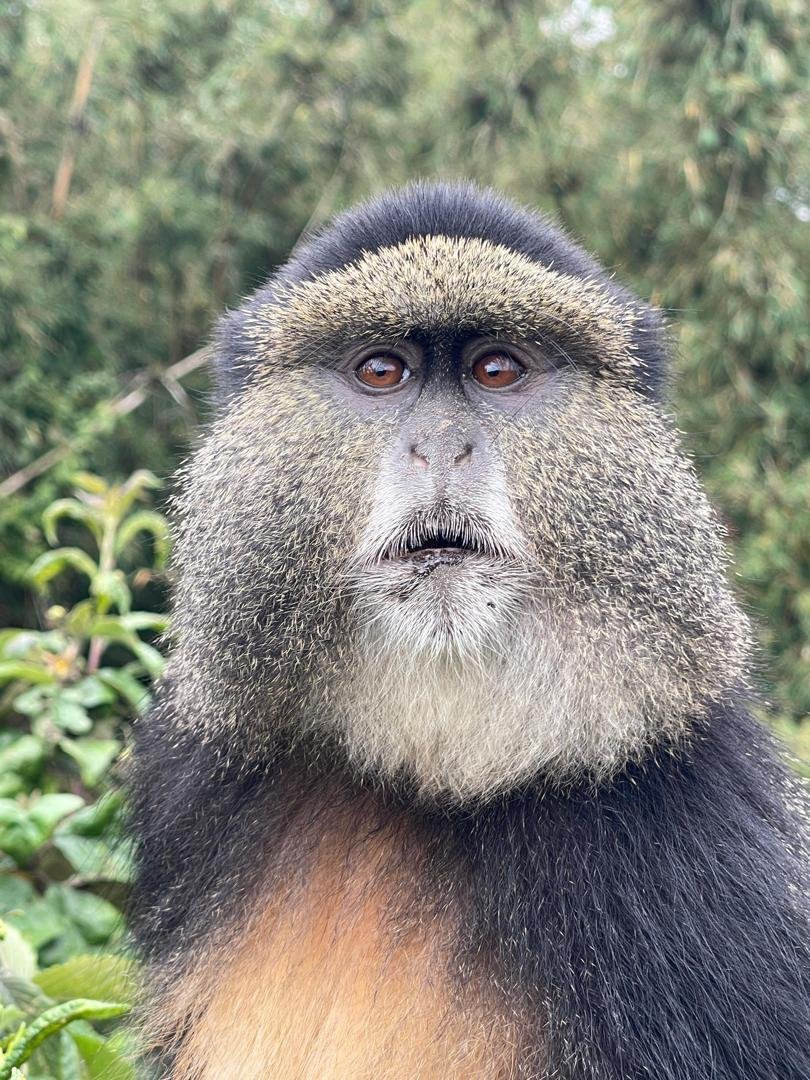 Golden monkey trekking experience in Mgahinga National Park, Uganda. A playful troop of endangered golden monkeys feeds in their natural habitat, showcasing Uganda's diverse primate wildlife beyond gorilla tourism.
