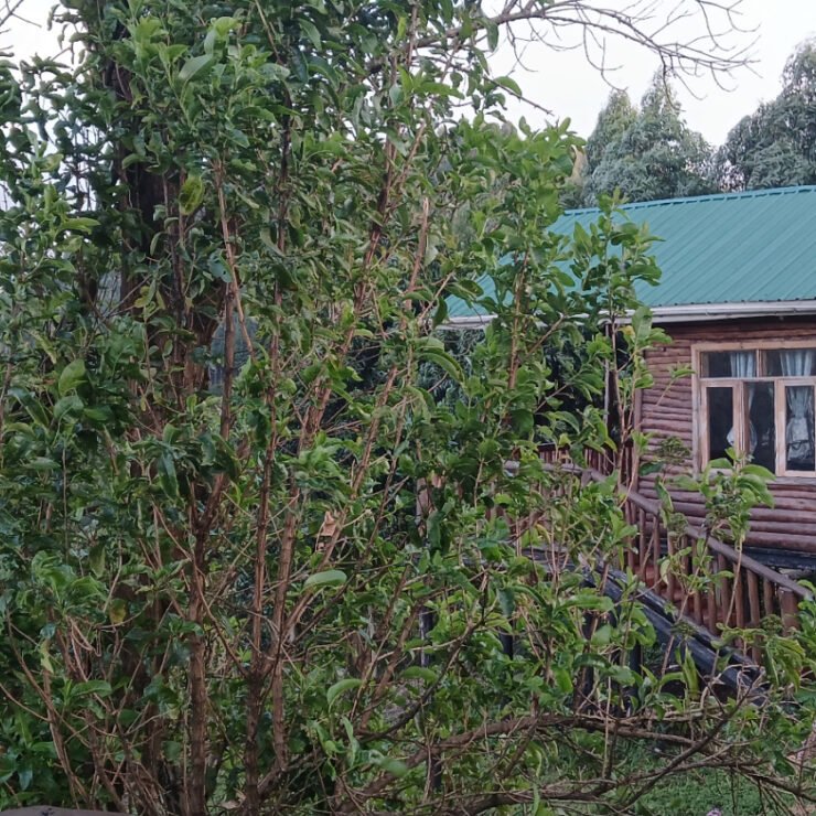 Luxury Uganda Safari: 7 Mistakes to Avoid (And How to Fix Them)