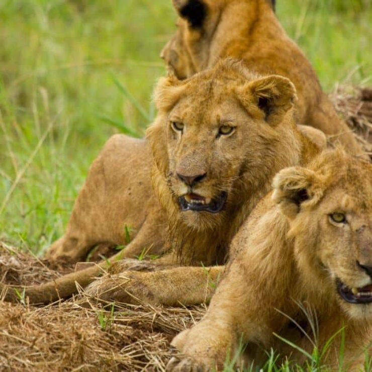 The Ultimate Guide: Uganda Safari Tours from Kigali – 5 Things You Should Know