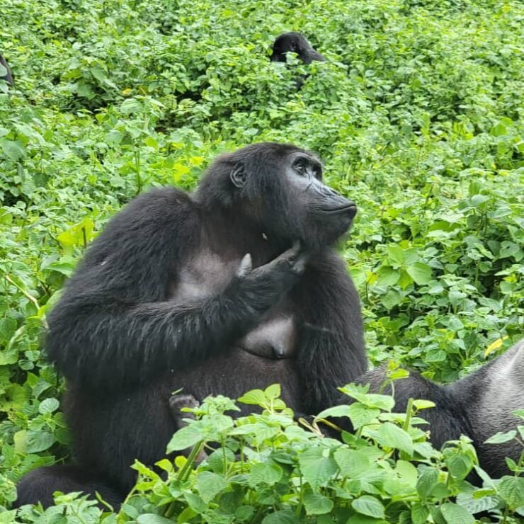 Buhoma Chimpanzee Tracking: 5 Reasons Bwindi is the New Primate Capital