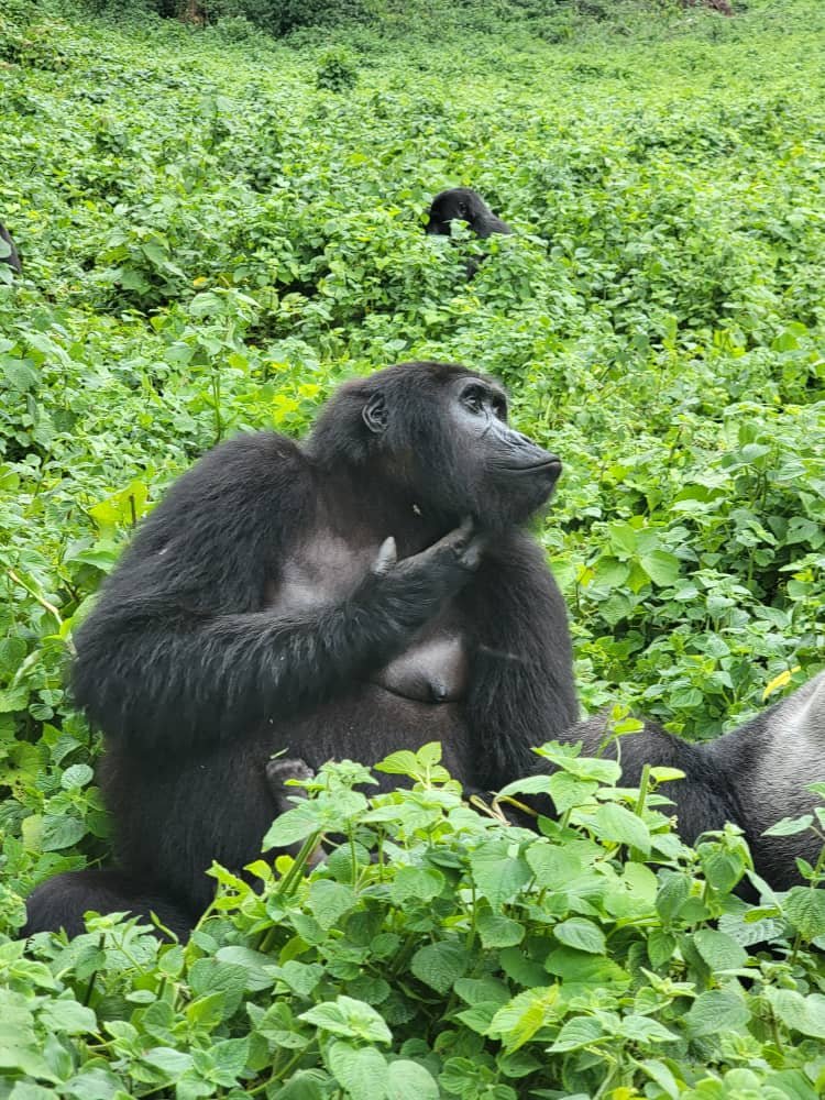 Buhoma Chimpanzee Tracking: 5 Reasons Bwindi is the New Primate Capital