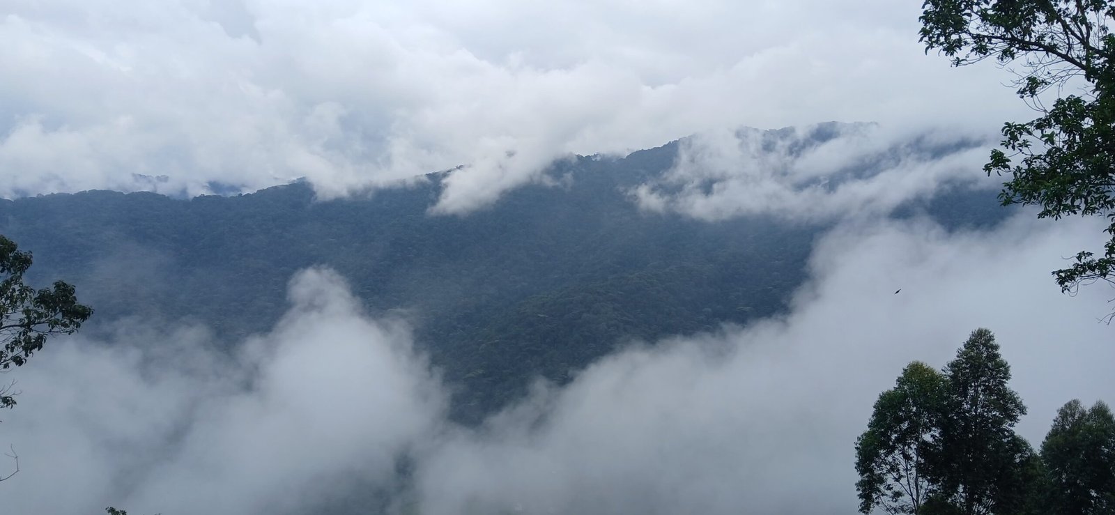 Gorilla Trekking Rules Uganda & Age Limit: Bwindi Guide (2026)