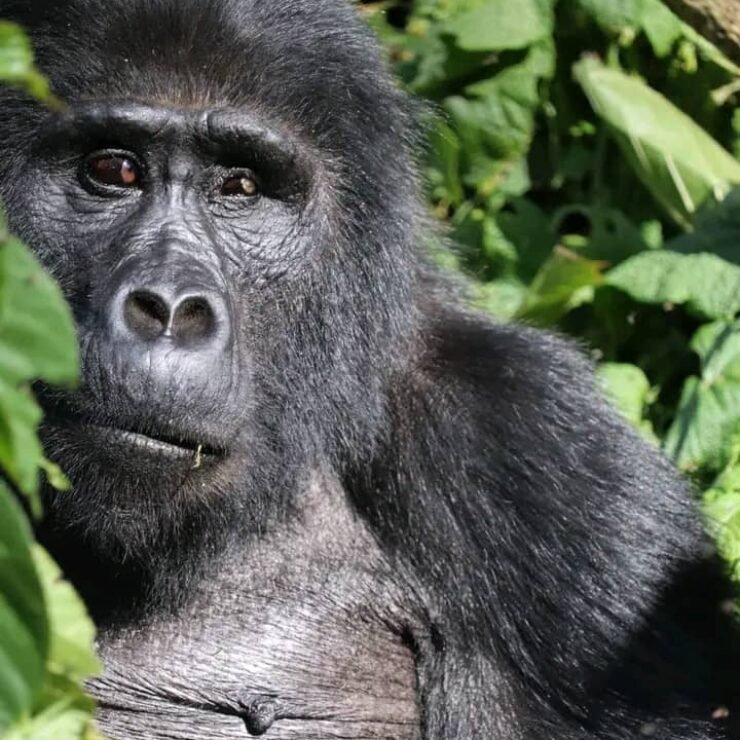 The Ultimate Gorilla Trekking Packing List: Essential 2026 Gear Guide