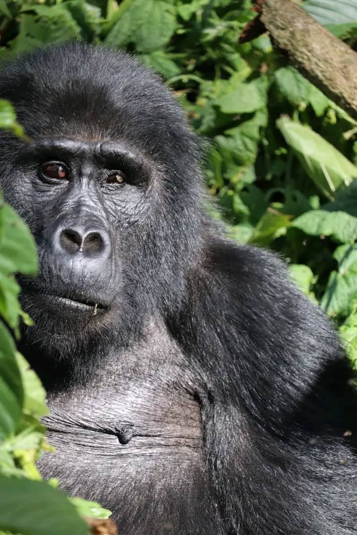 The Ultimate Gorilla Trekking Packing List: Essential 2026 Gear Guide