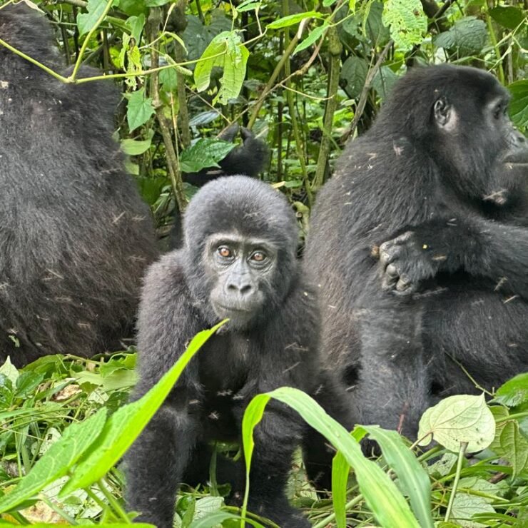 Best Time for Gorilla Trekking in Uganda: A Life-Changing 2026 Season Guide