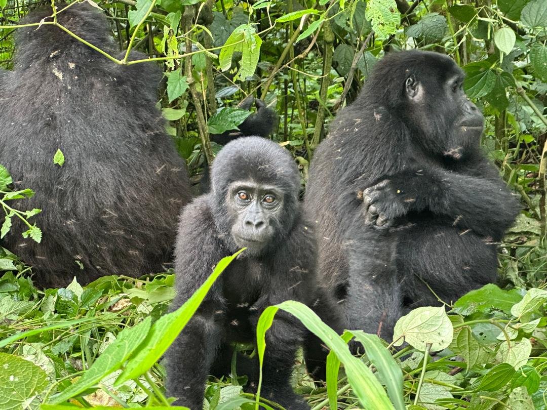 Best Time for Gorilla Trekking in Uganda: A Life-Changing 2026 Season Guide