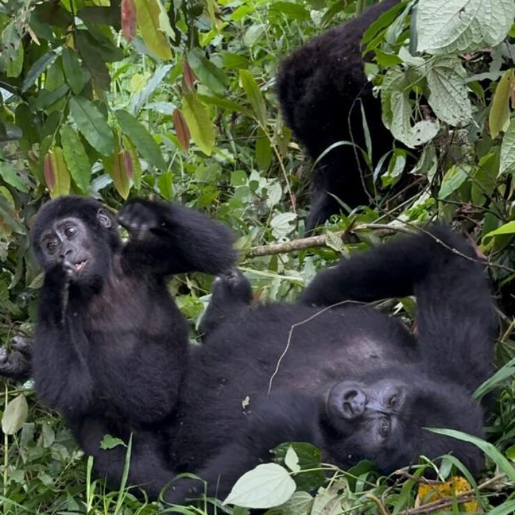 Is Gorilla Trekking in Uganda Worth It? (A Life-Changing 2026 Guide)