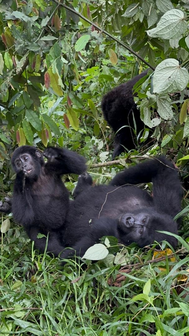 Is Gorilla Trekking in Uganda Worth It? (A Life-Changing 2026 Guide)