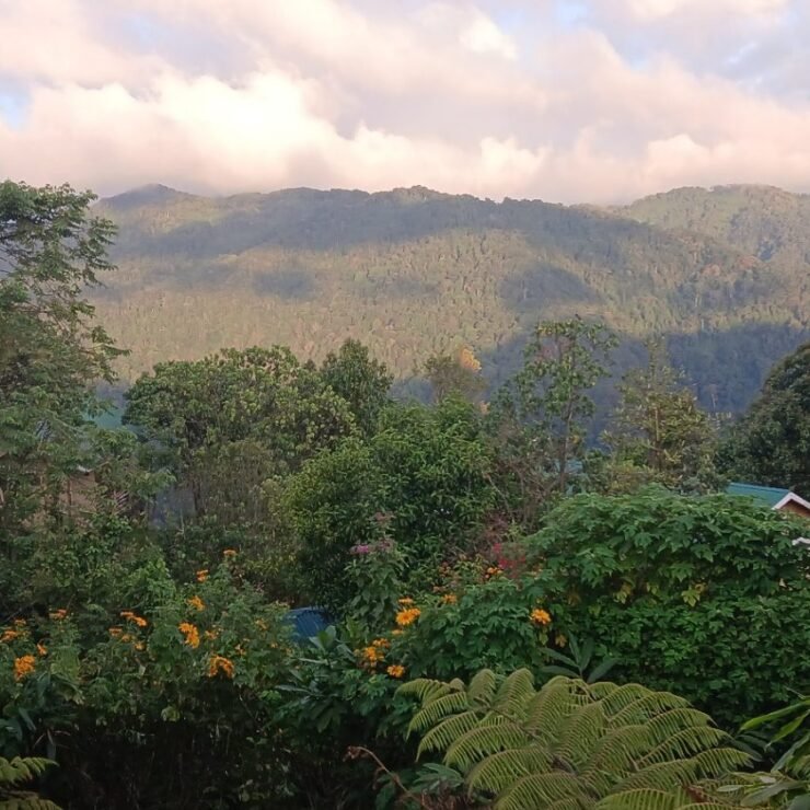 Gorilla Trekking Rules & Age Limit: A Guide for Bwindi