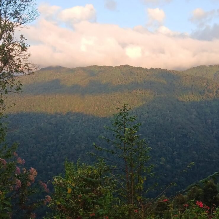 Best Time for Gorilla Trekking in Bwindi (2026/2027 Guide)