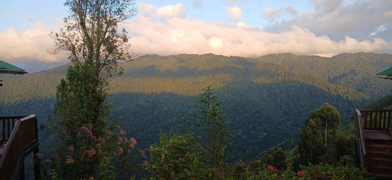 Best Time for Gorilla Trekking in Bwindi (2026/2027 Guide)