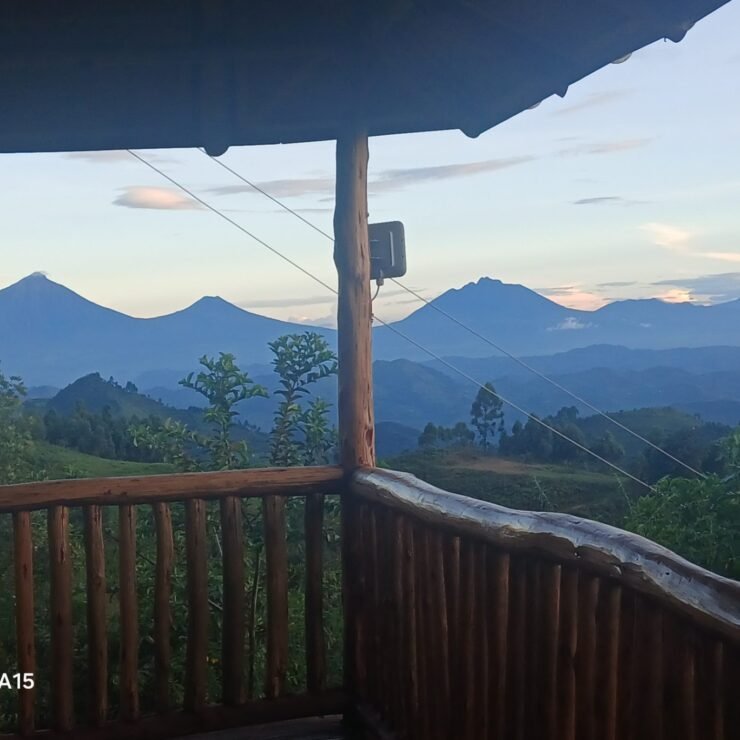 What to Expect: Bwindi Gorilla Trek Experience Guide (2026)