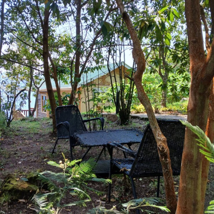 What Happens During Gorilla Trekking? A Step-by-Step Experience Inside Bwindi Forest