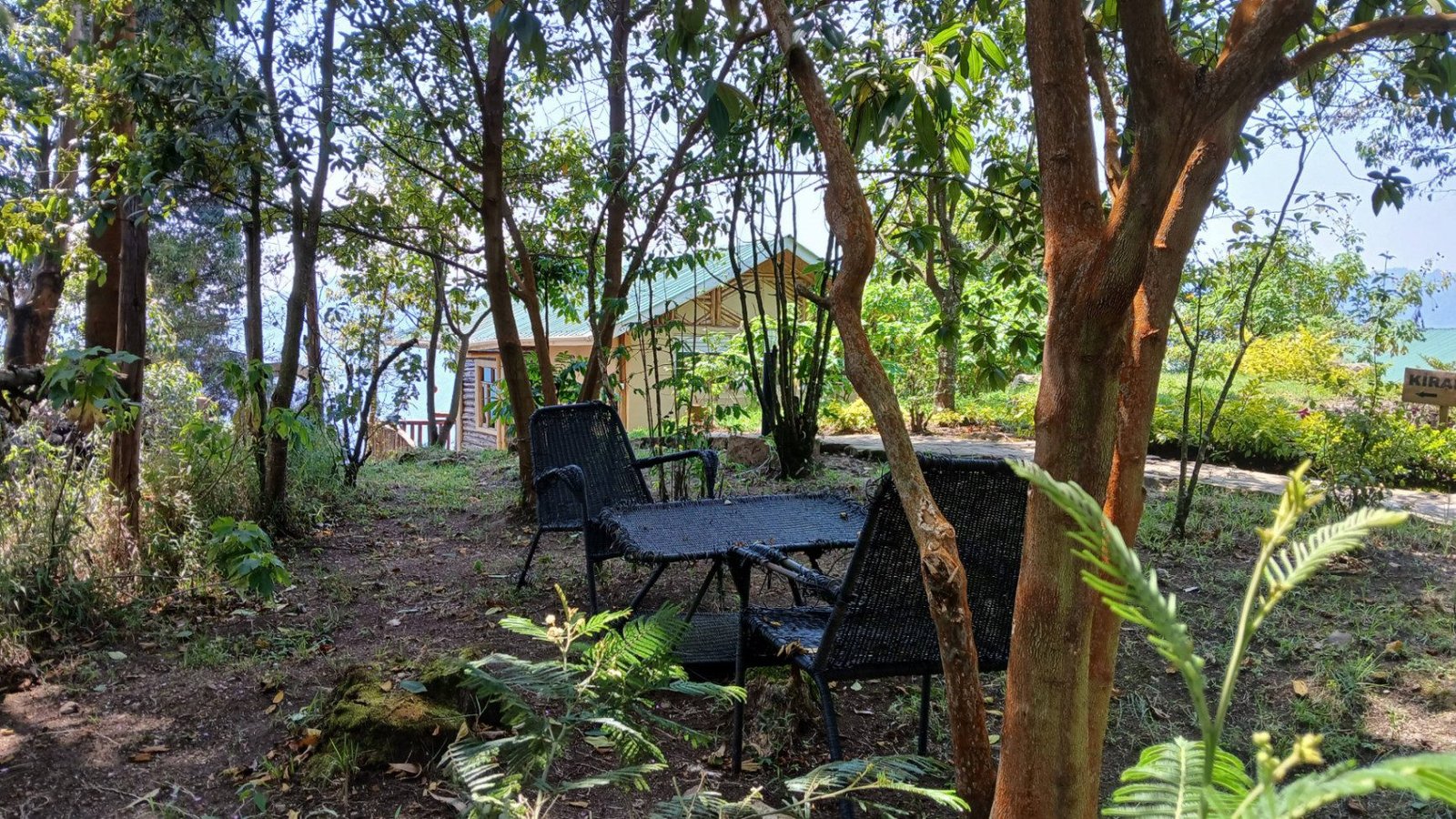 What Happens During Gorilla Trekking? A Step-by-Step Experience Inside Bwindi Forest